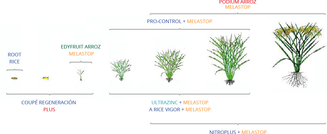 Soluciones biotecnológicas para el cultivo de arroz